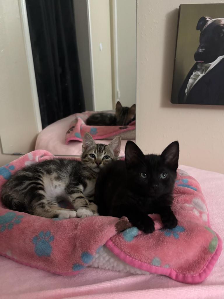Enlarge Fizz, a Adoptable Domestic Medium Hair in Davis, CA image 3/3
