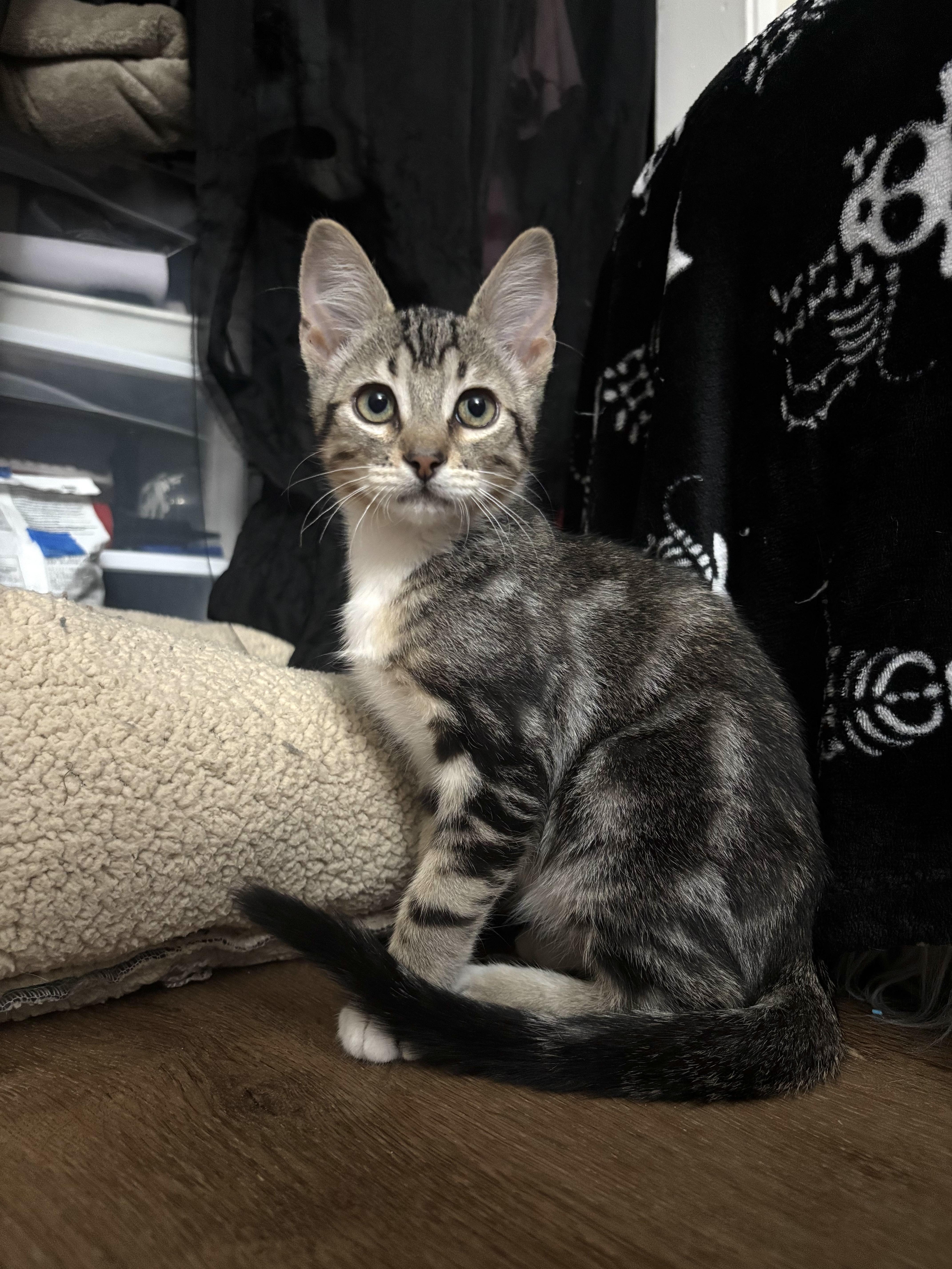 Enlarge Fizz, a Adoptable Domestic Medium Hair in Davis, CA image 1/3