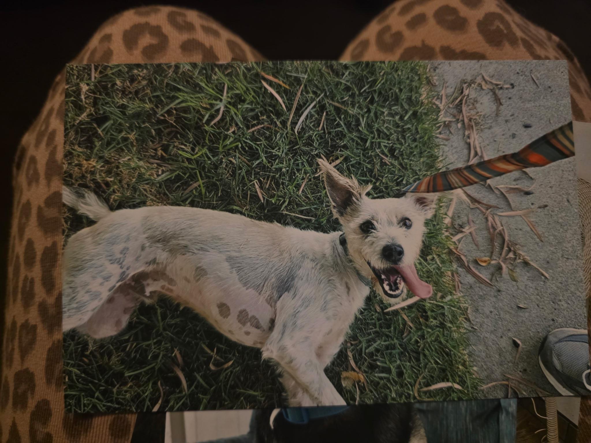 Enlarge Happy, a Adoptable mixed breed in Brea, CA image 2/2