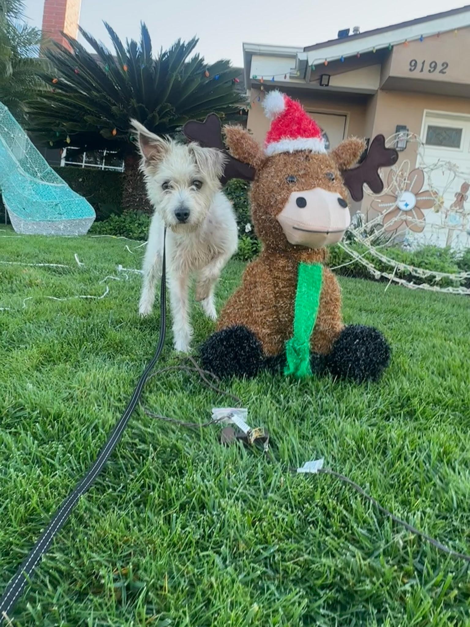 Happy, Adoptable, Adult Male Terrier.