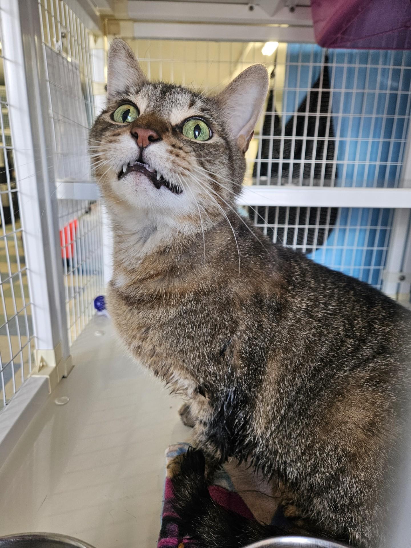 Chuffley, ADOPTABLE, Adult Male Domestic Medium Hair.