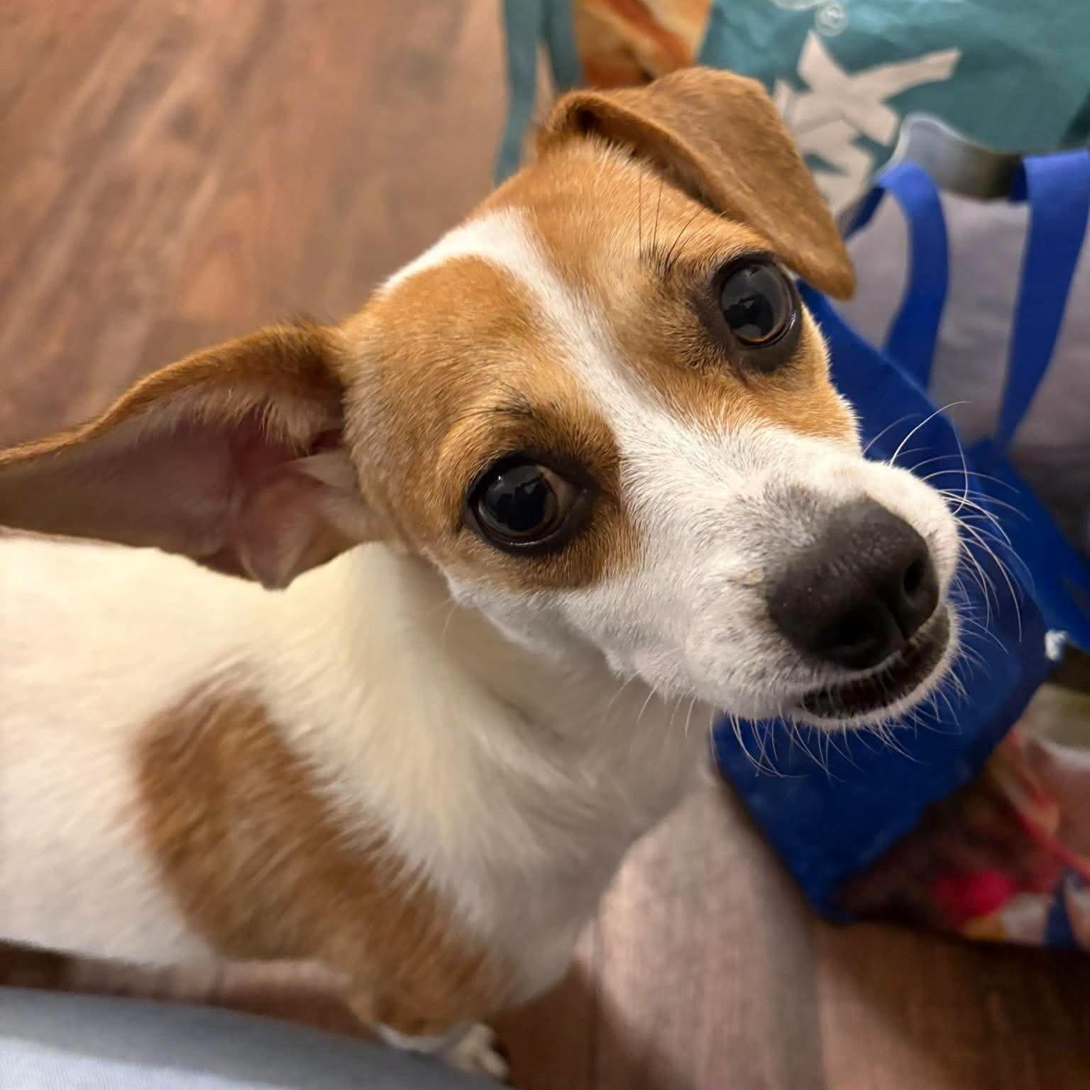 Enlarge Sophia, a Adoptable mixed breed in Nottingham, MD image 2/3