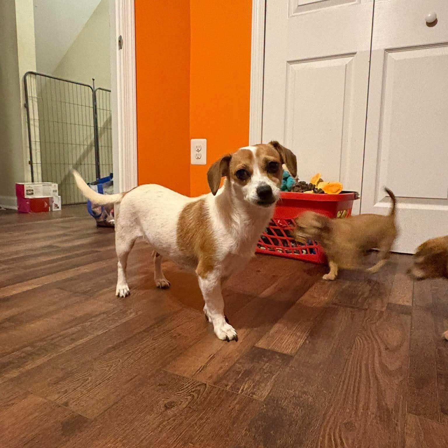 Sophia, Adoptable, Adult Female Chihuahua.