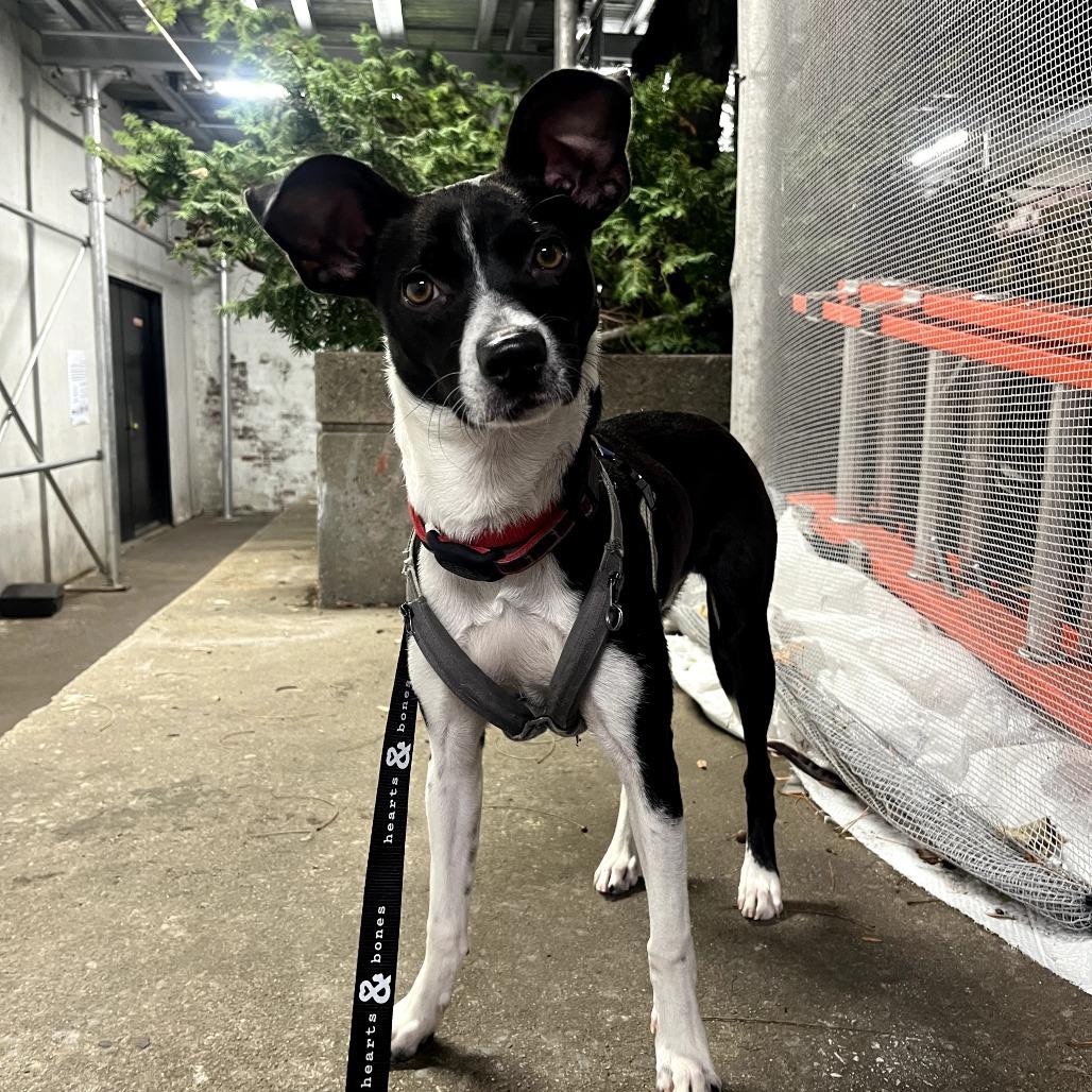 Owen Wilson, Adoptable, Young Male Whippet & Mixed Breed.