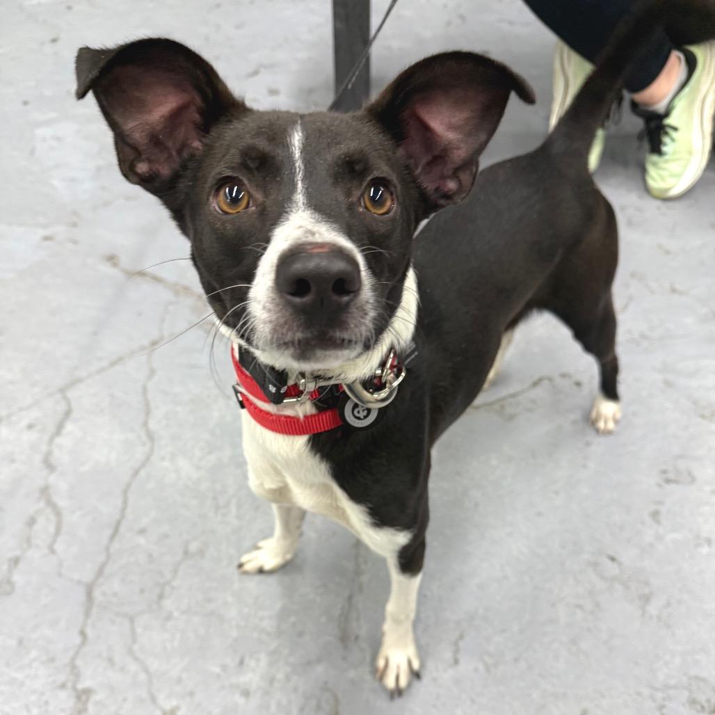 Enlarge Owen Wilson, a Adoptable Chihuahua in Brooklyn, NY image 1/6