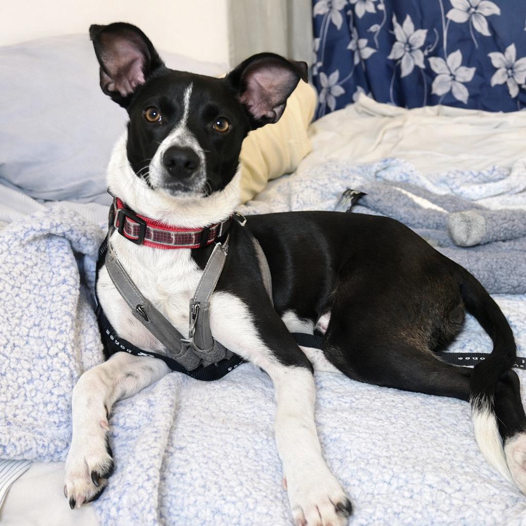 Enlarge Owen Wilson, a Adoptable Chihuahua in Brooklyn, NY image 3/6