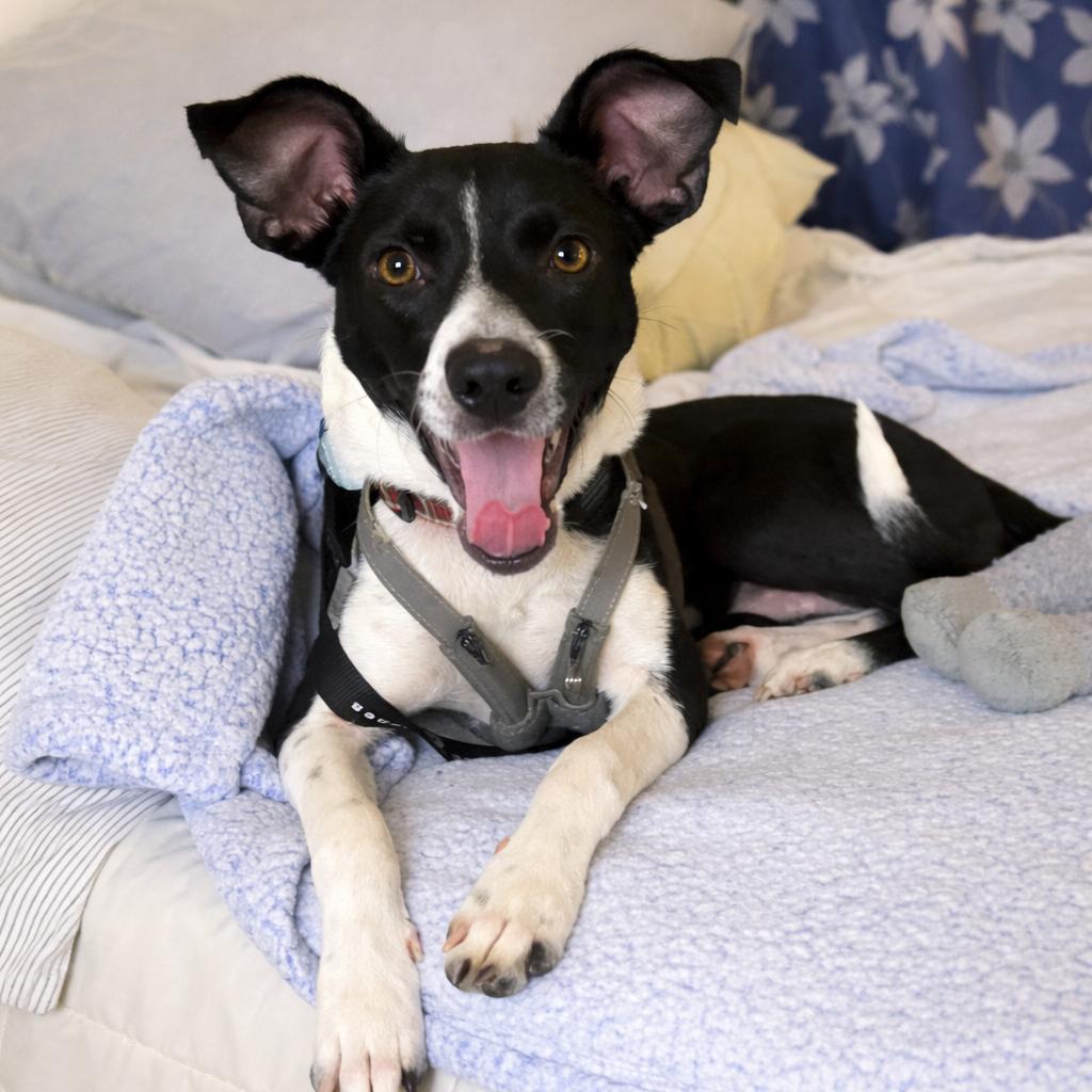 Enlarge Owen Wilson, a Adoptable Chihuahua in Brooklyn, NY image 5/6