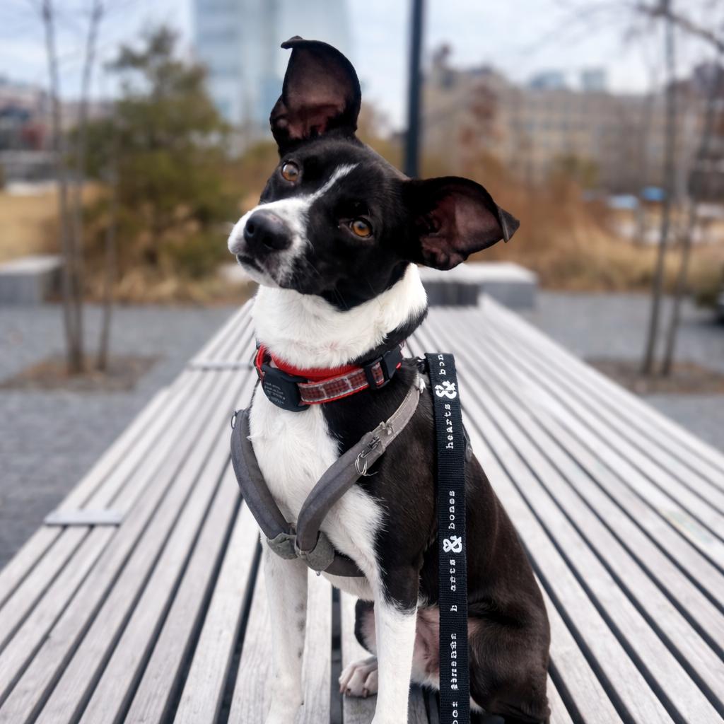 Owen Wilson, a Adoptable mixed breed in Brooklyn, NY image 5/6