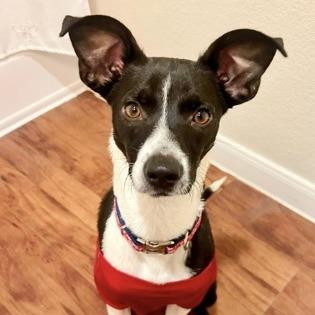 Enlarge Owen Wilson, a Adoptable Chihuahua in Brooklyn, NY image 6/6