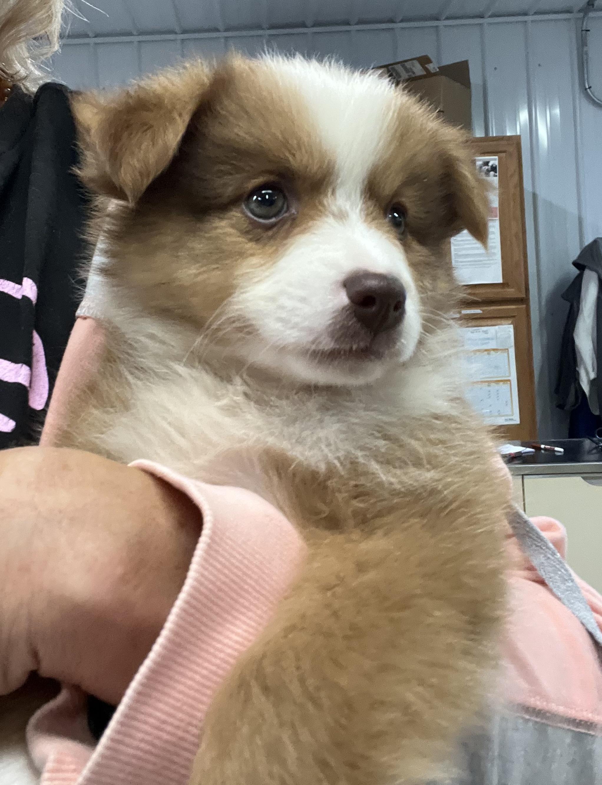 Ollie, Adopted, Puppy Male Australian Shepherd & Pomeranian.