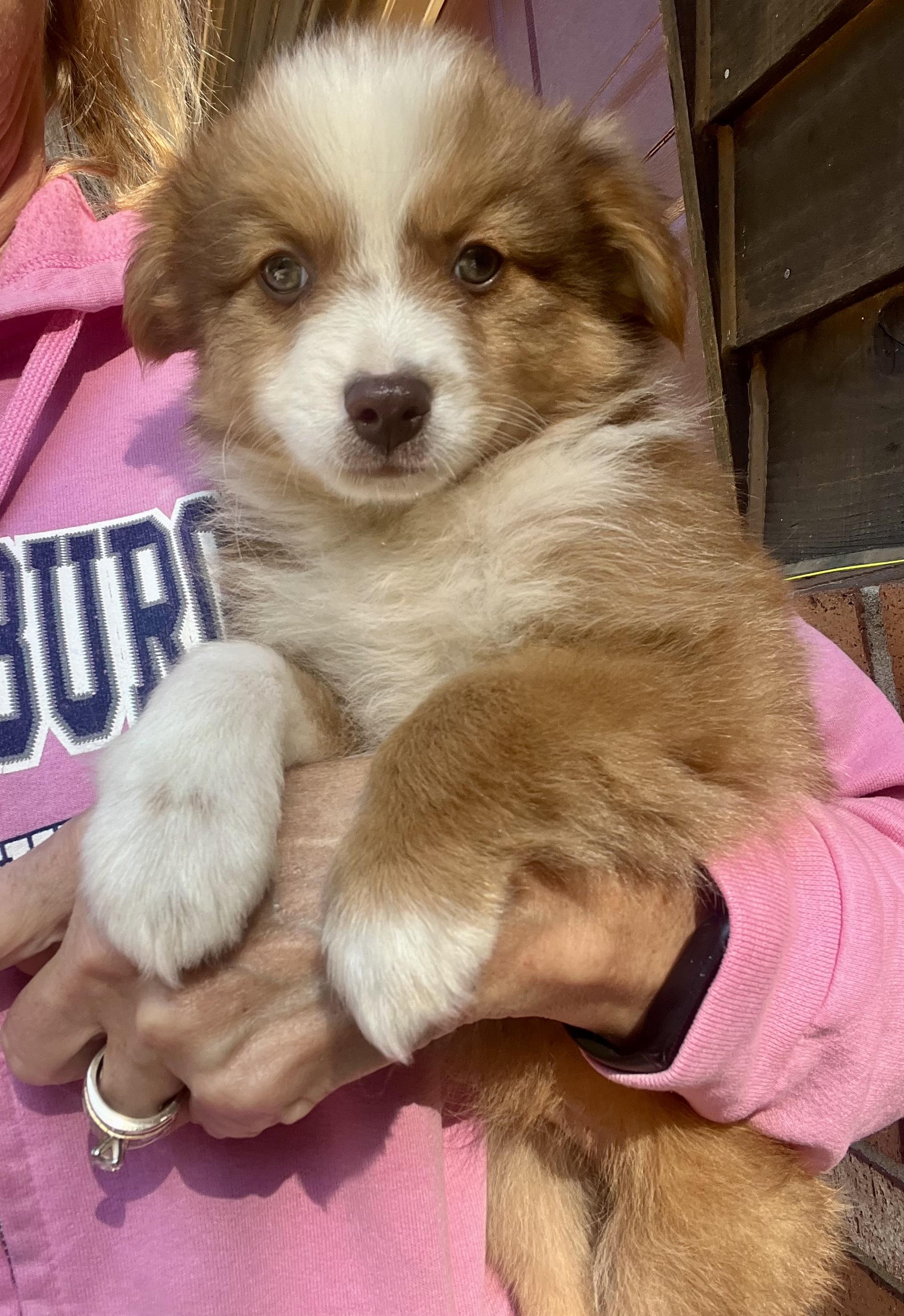 Ollie, a Adopted mixed breed in Richmond , MI image 2/4