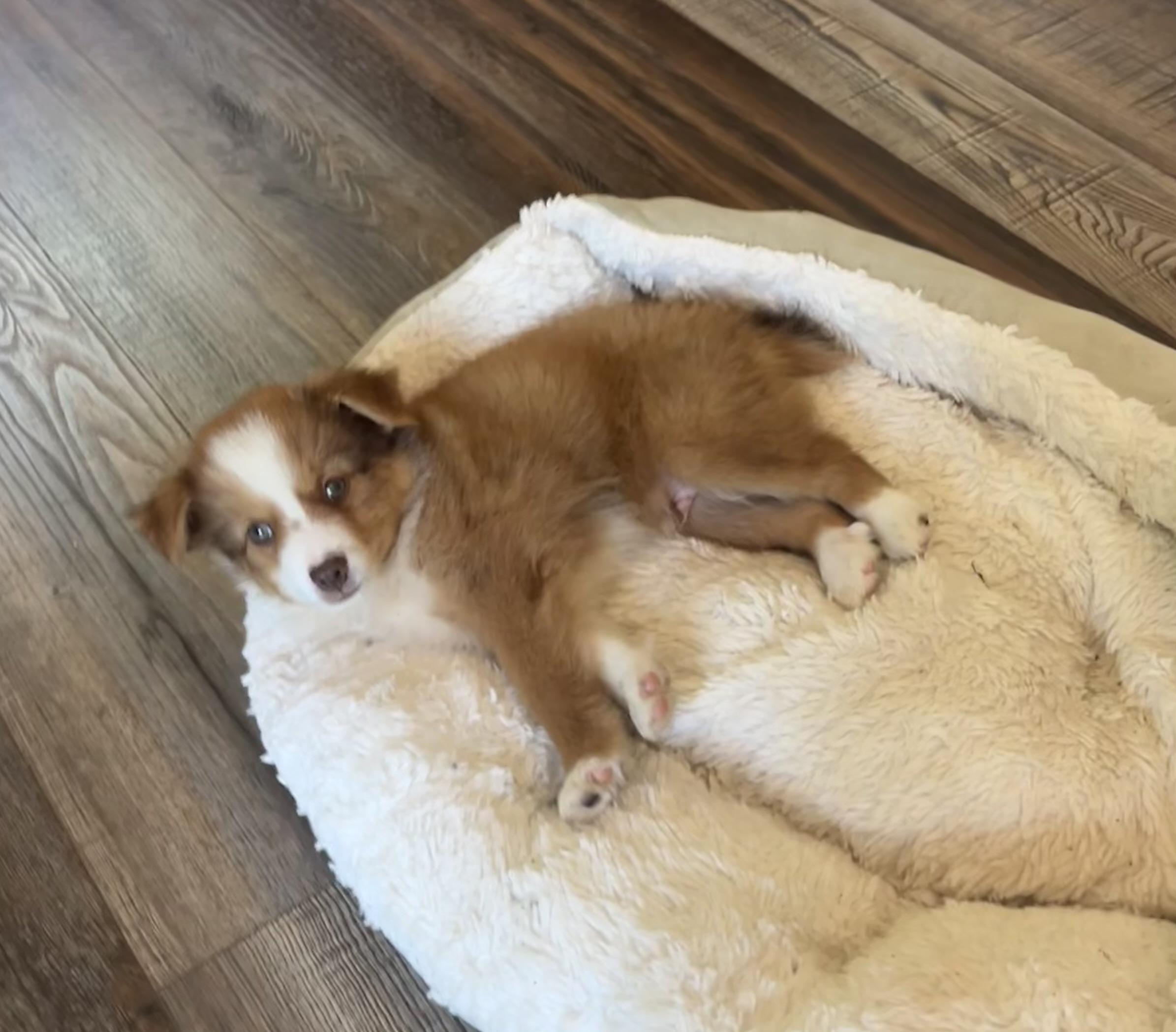 Ollie, Adopted, Puppy Male Australian Shepherd & Pomeranian.