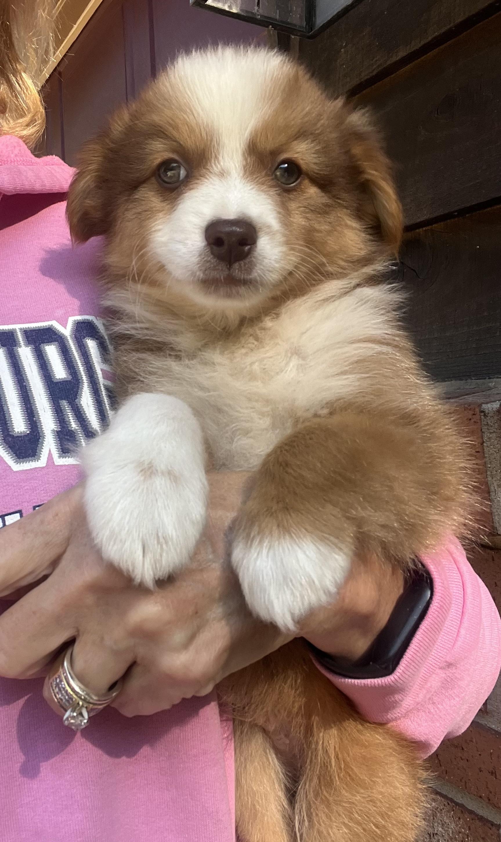 Ollie, a Adopted mixed breed in Richmond , MI image 4/4