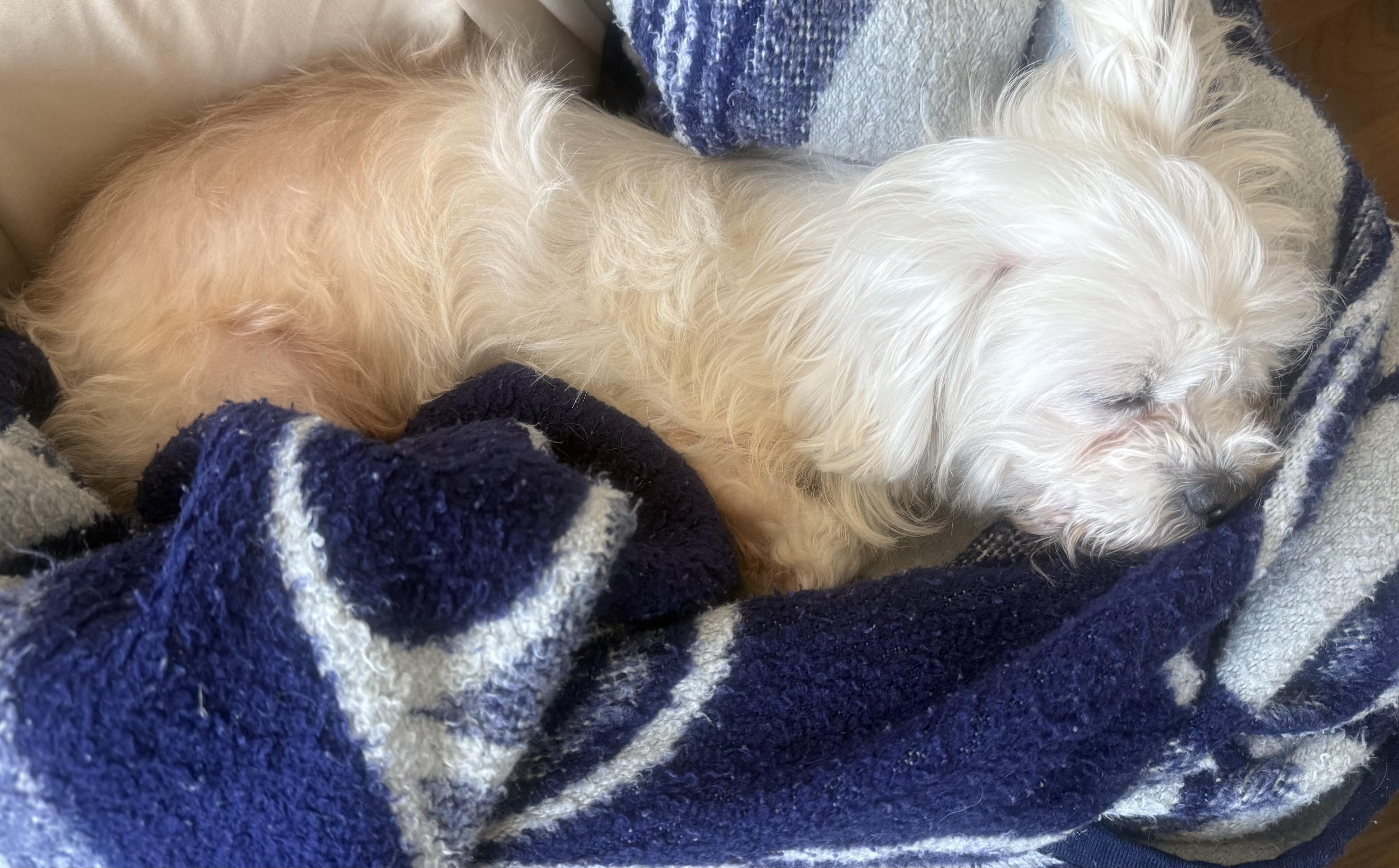 Alex, an adopted mixed breed in Brooklyn, NY image 4/6