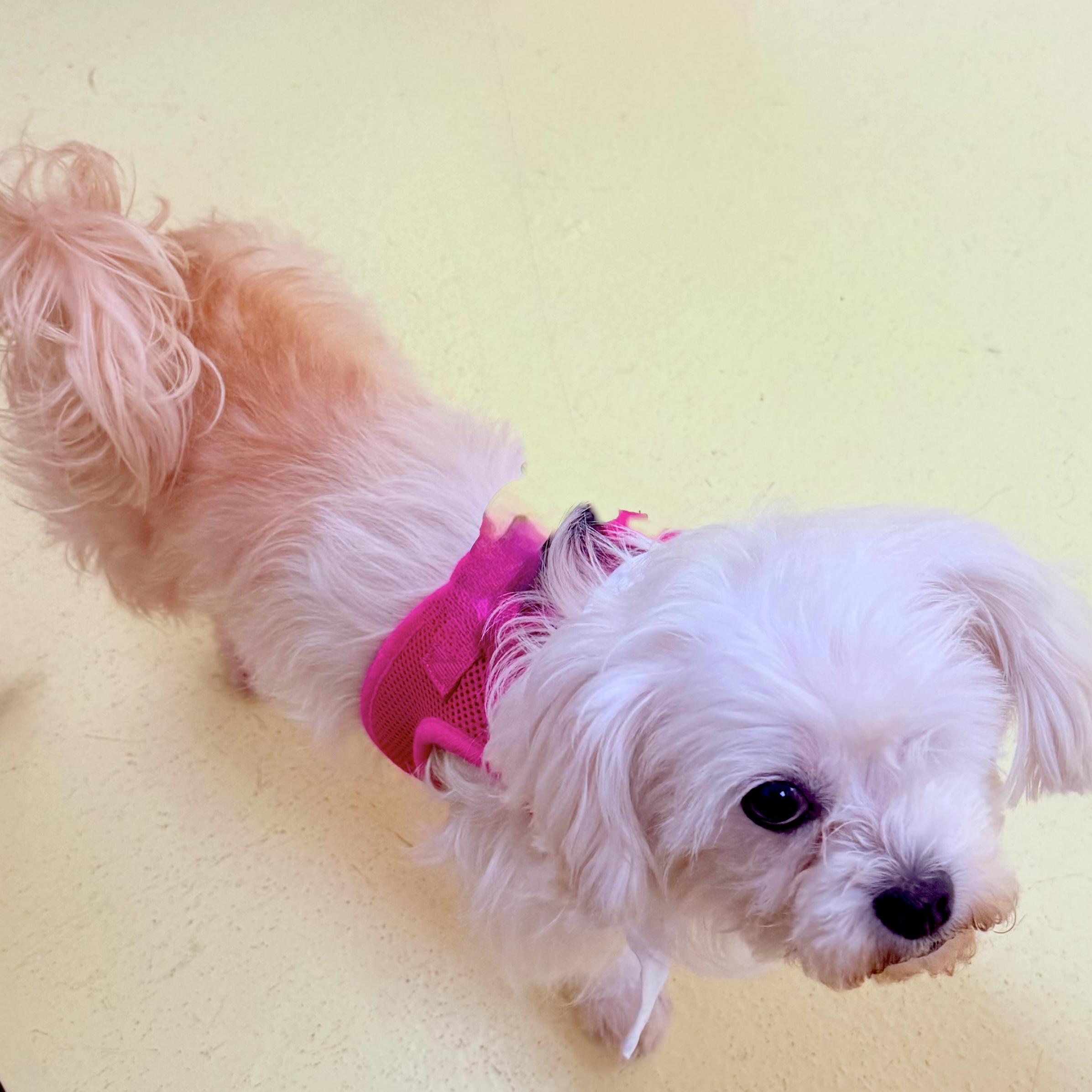 Alex, an adopted mixed breed in Brooklyn, NY image 5/6