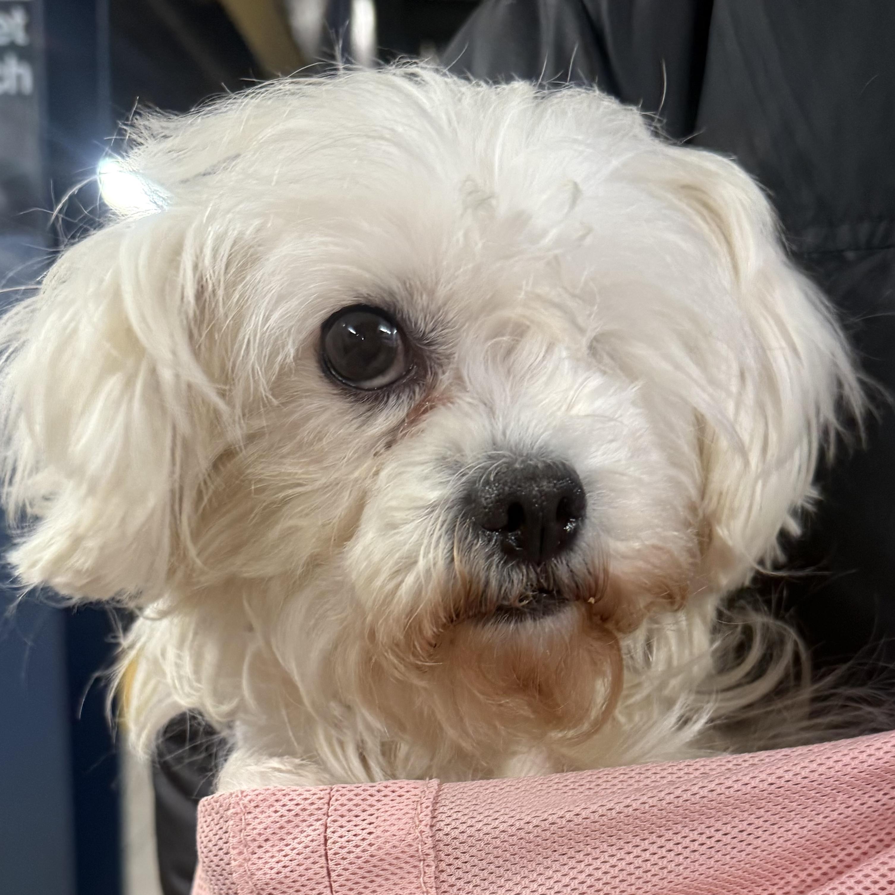 Alex, an adopted mixed breed in Brooklyn, NY image 2/6