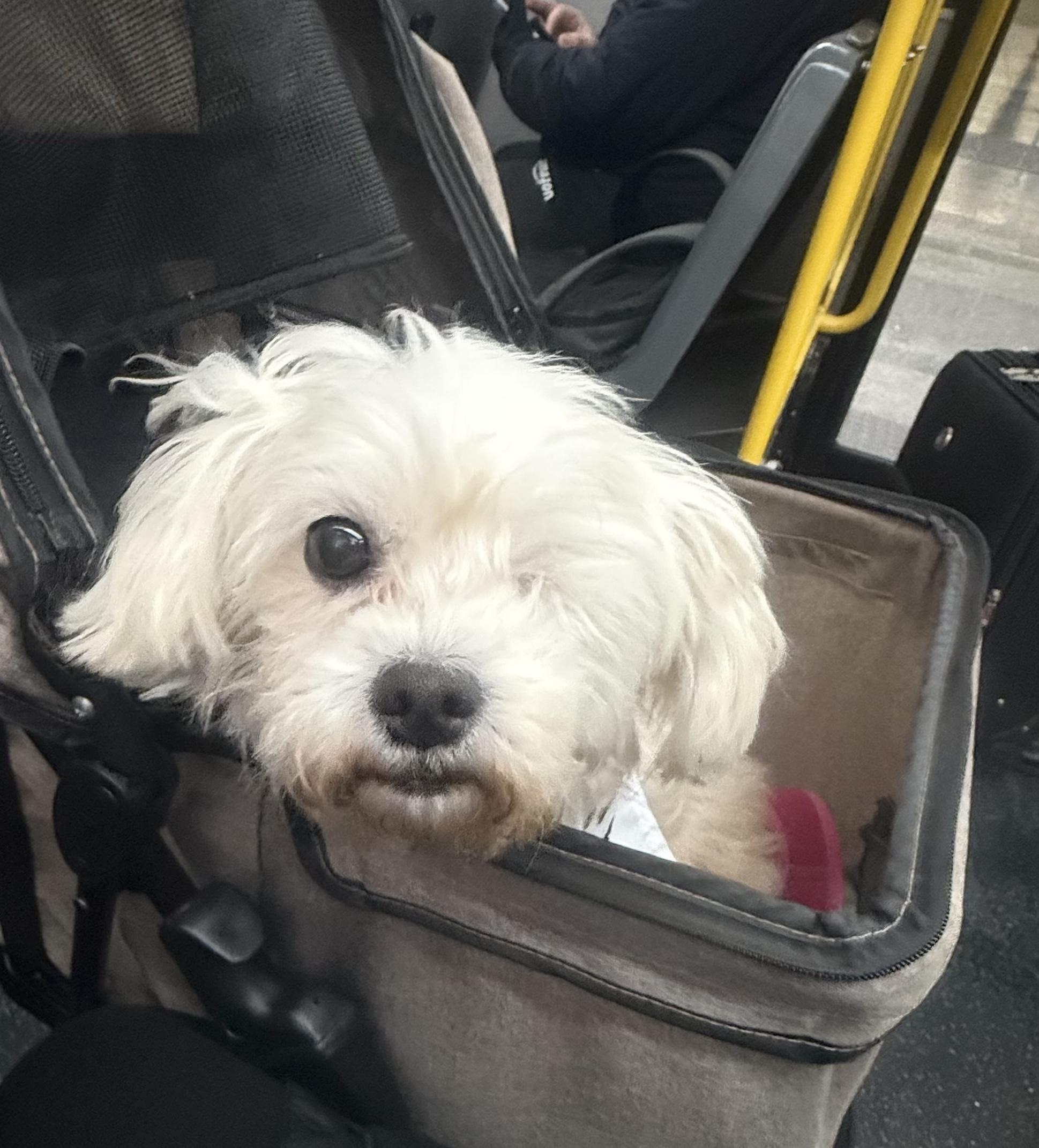 Alex, an adopted mixed breed in Brooklyn, NY image 6/6
