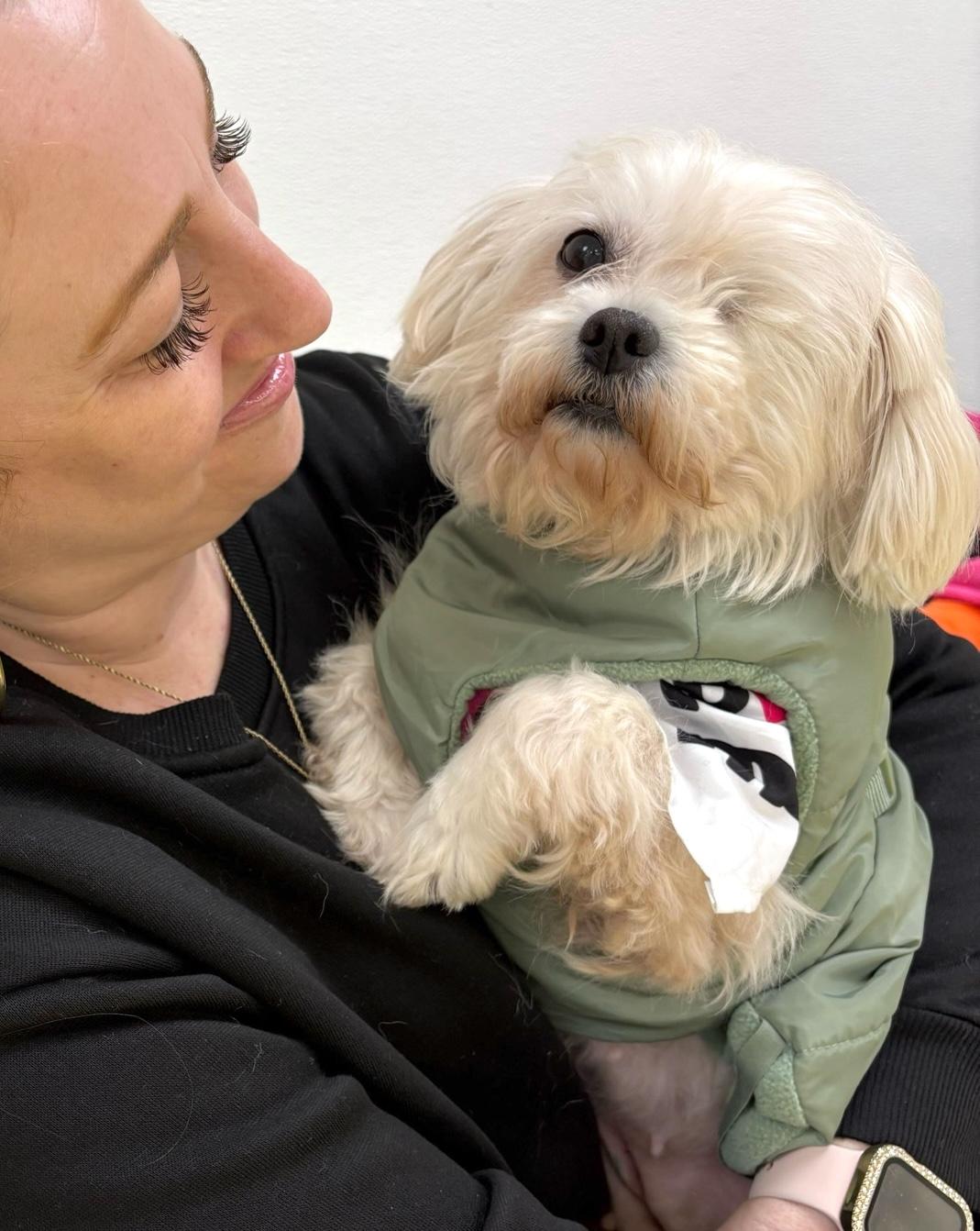 Alex, adopted, Adult Female Maltese.