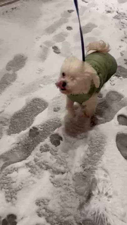 Enlarge Alex, an adopted mixed breed in Brooklyn, NY video 3/6