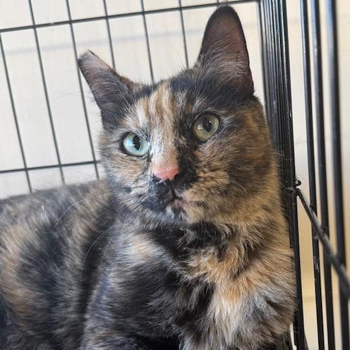 Enlarge Solo, a Adoptable Domestic Short Hair in Las Vegas, NV image 1/1