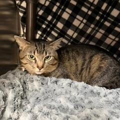 Milo, Adoptable, Adult Male Domestic Short Hair.