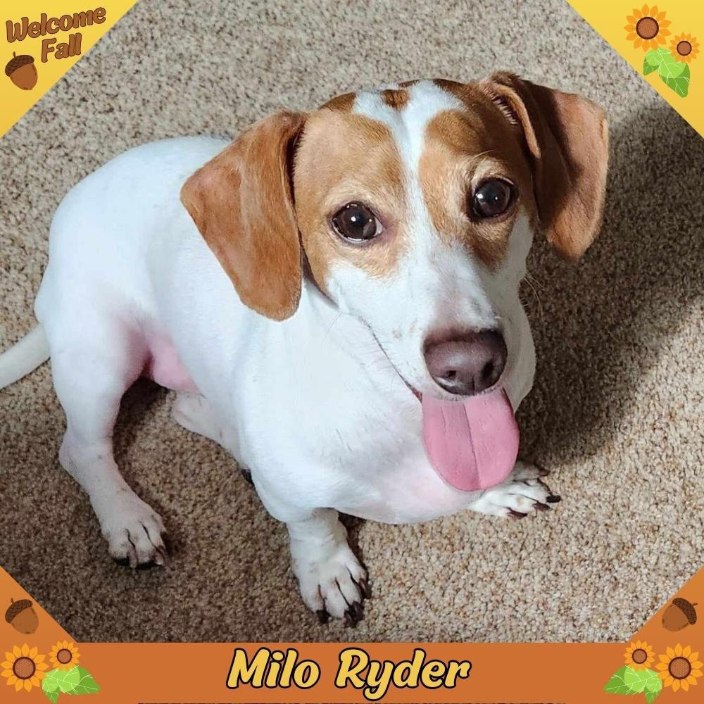 Enlarge Milo Ryder, a Adopted Dachshund in San Antonio, TX image 1/3