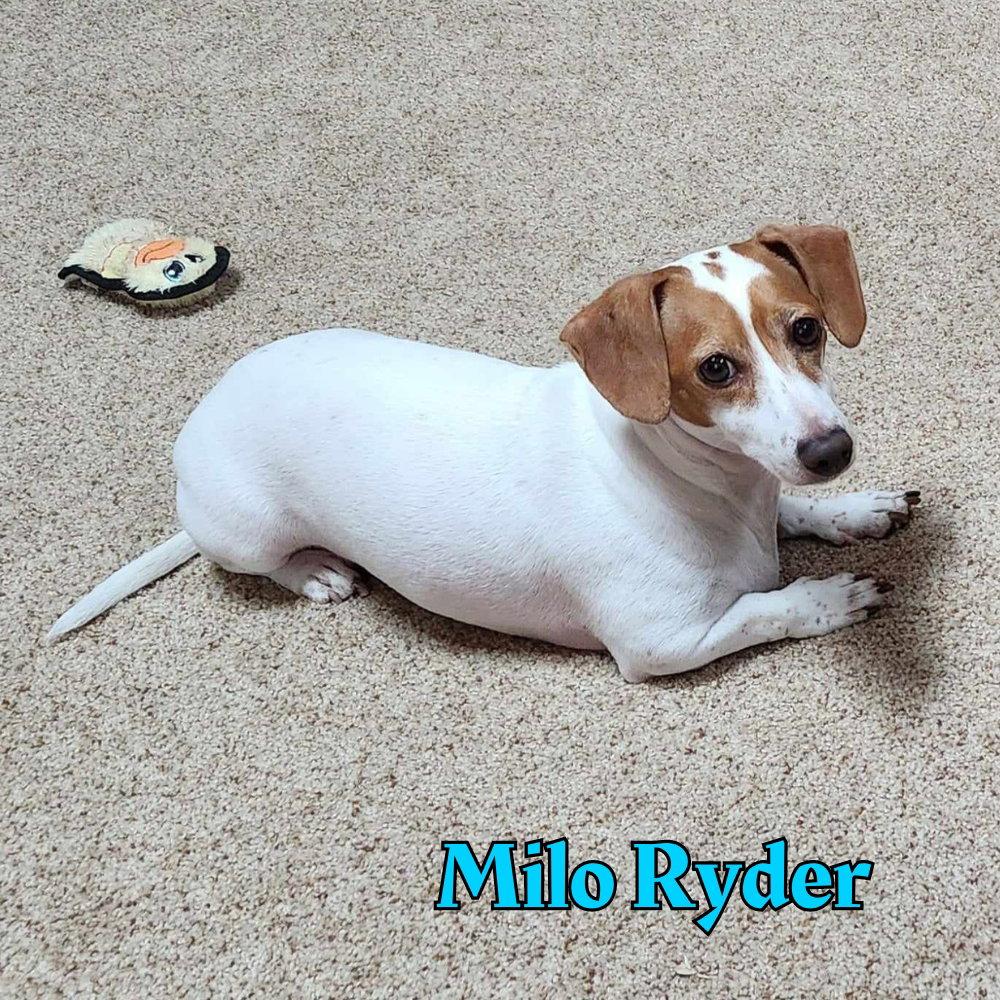 Enlarge Milo Ryder, a Adopted Dachshund in San Antonio, TX image 2/3
