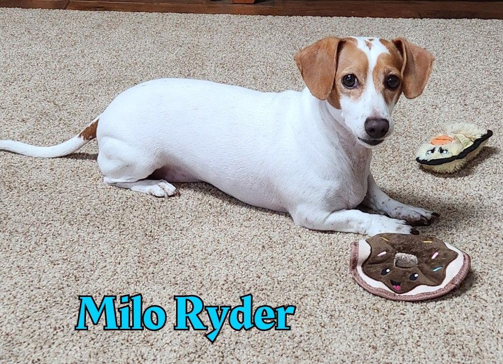 Enlarge Milo Ryder, a Adopted Dachshund in San Antonio, TX image 3/3