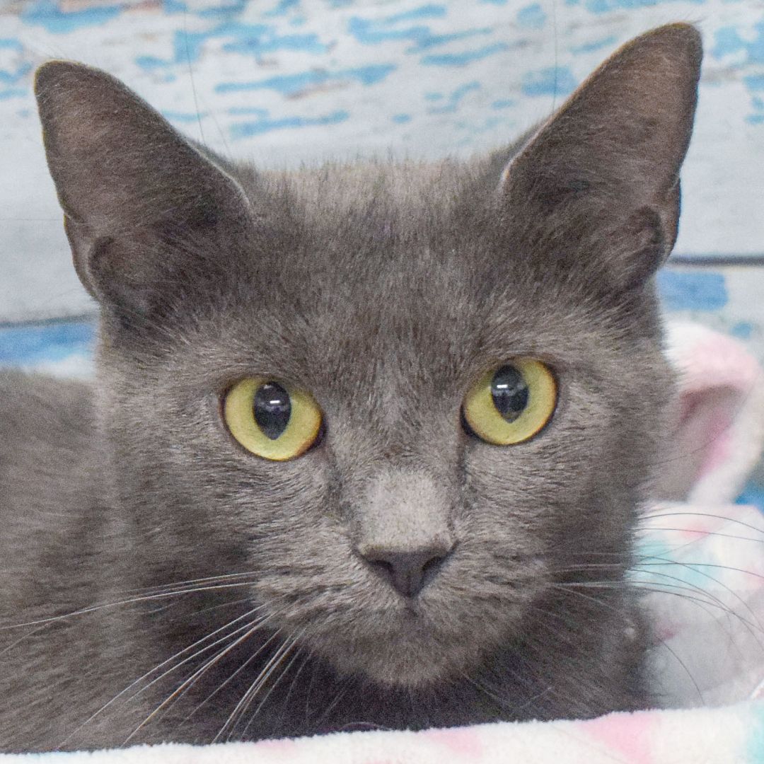 Green Bean, an adoptable Russian Blue, Domestic Short Hair in Huntley, IL, 60142 | Photo Image 1