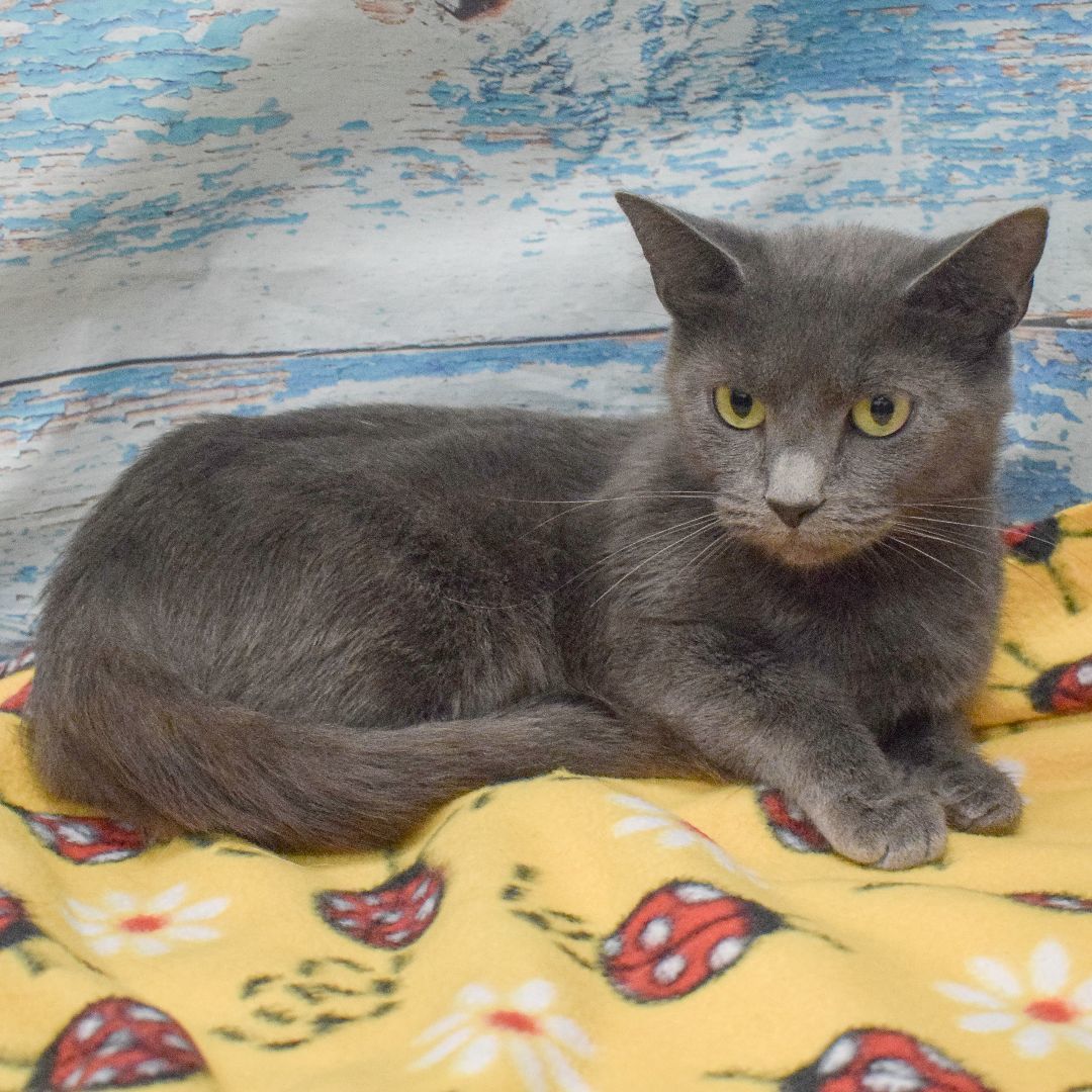 Green Bean, an adoptable Russian Blue, Domestic Short Hair in Huntley, IL, 60142 | Photo Image 2