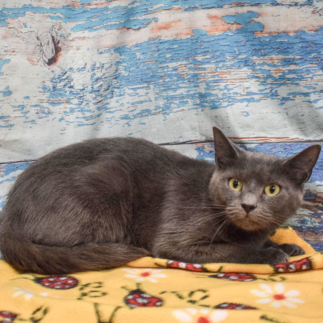 Green Bean, an adoptable Russian Blue, Domestic Short Hair in Huntley, IL, 60142 | Photo Image 4