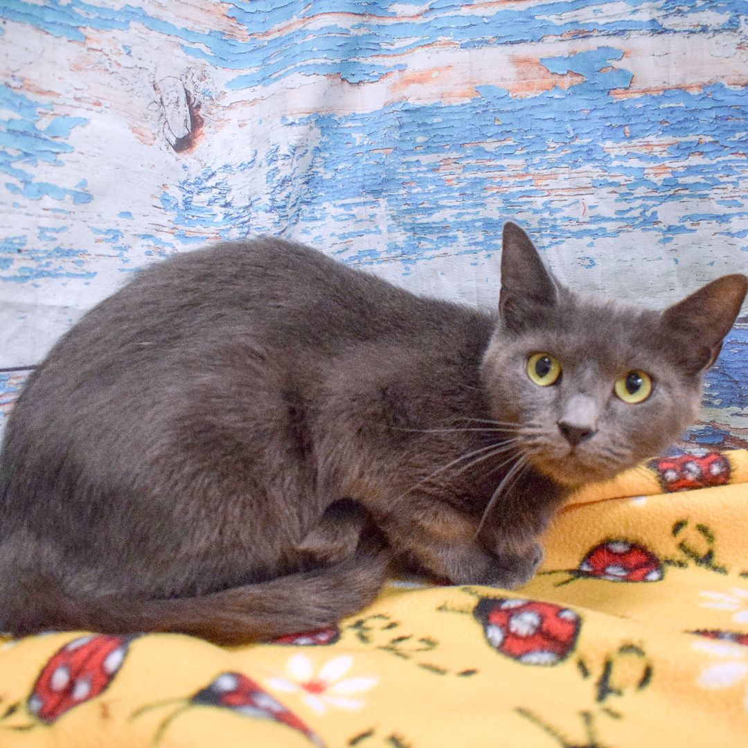 Green Bean, an adoptable Russian Blue, Domestic Short Hair in Huntley, IL, 60142 | Photo Image 3