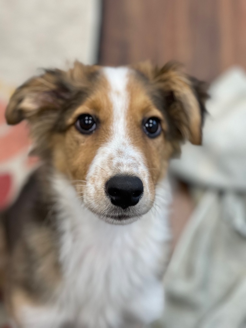 Ruth Ann, a Adopted English Shepherd in POCOMOKE CITY, MD image 1/6