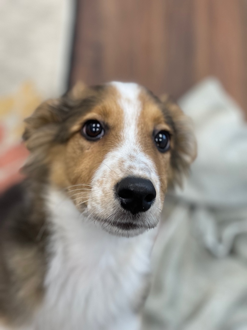 Ruth Ann, a Adopted English Shepherd in POCOMOKE CITY, MD image 2/6