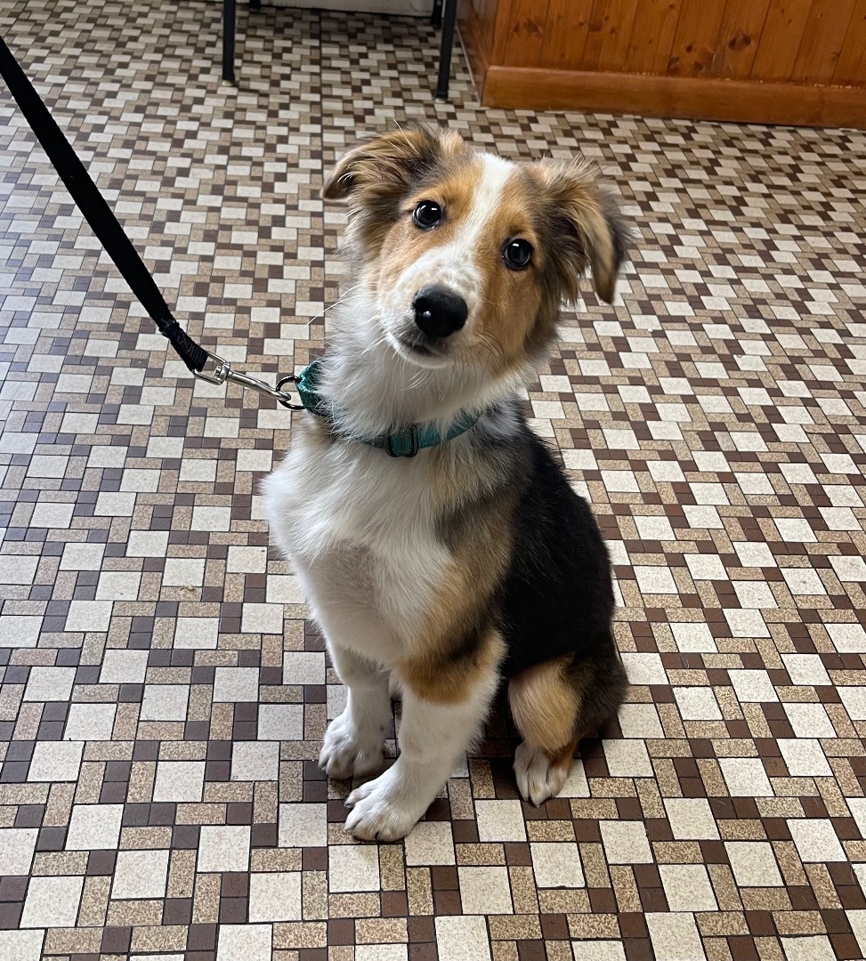 Ruth Ann, a Adopted English Shepherd in POCOMOKE CITY, MD image 3/6
