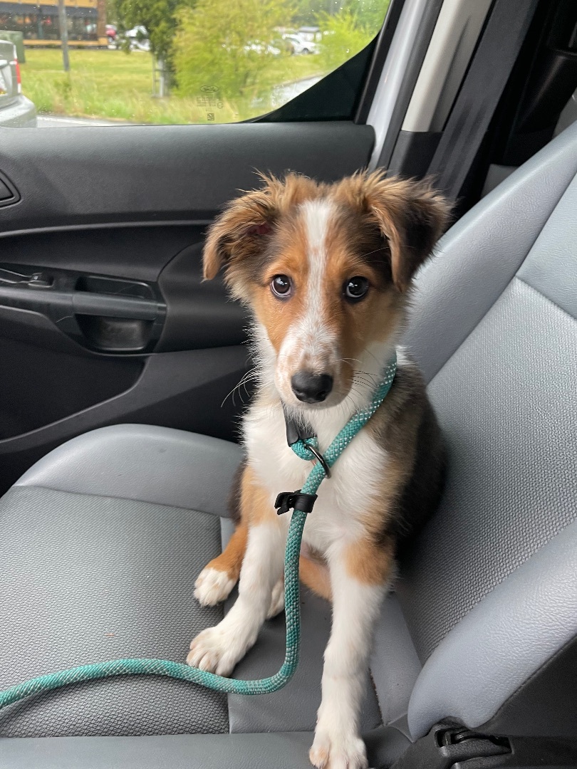 Ruth Ann, a Adopted English Shepherd in POCOMOKE CITY, MD image 4/6