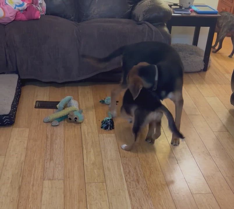 Enlarge Ruth Ann, a Adopted English Shepherd in POCOMOKE CITY, MD video 6/6