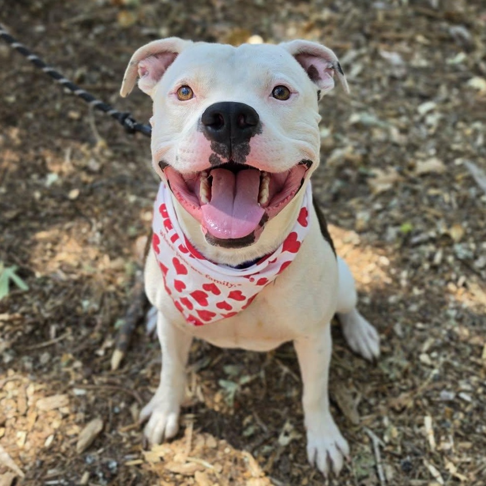 Moose, ADOPTABLE, Adult Male Pit Bull Terrier.