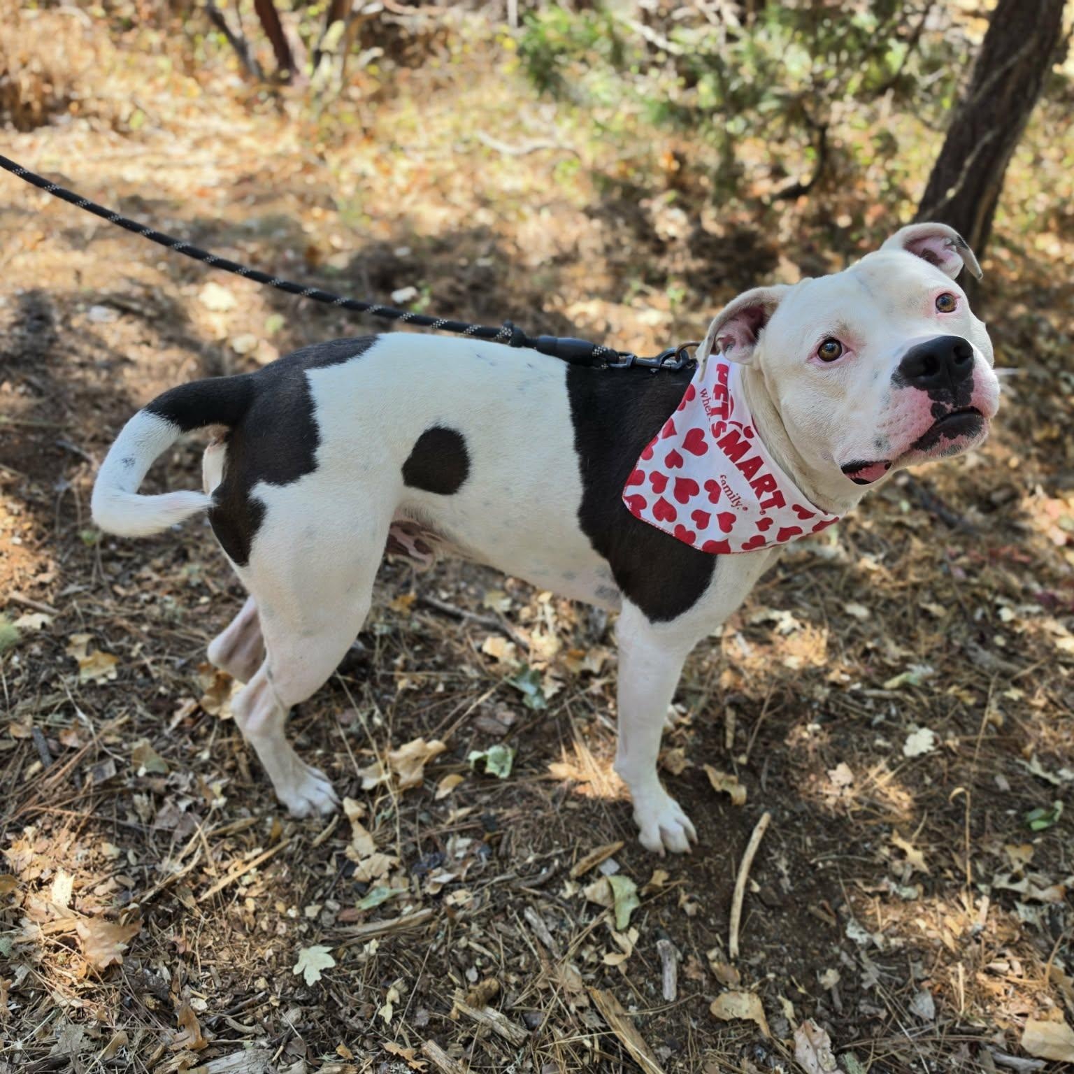 Enlarge Moose, a ADOPTABLE Pit Bull Terrier in Grants Pass, OR image 3/4