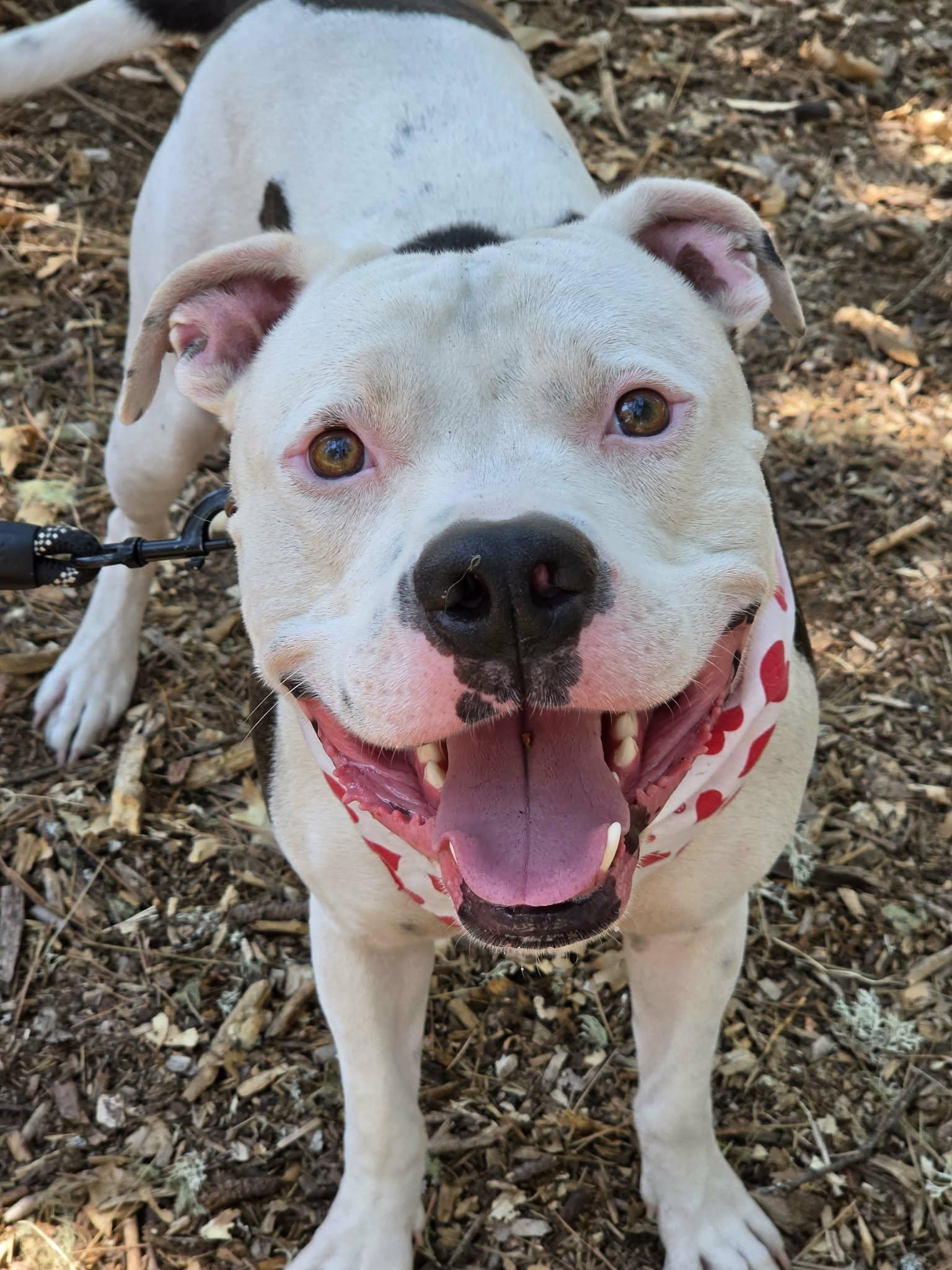 Enlarge Moose, a ADOPTABLE Pit Bull Terrier in Grants Pass, OR image 2/4
