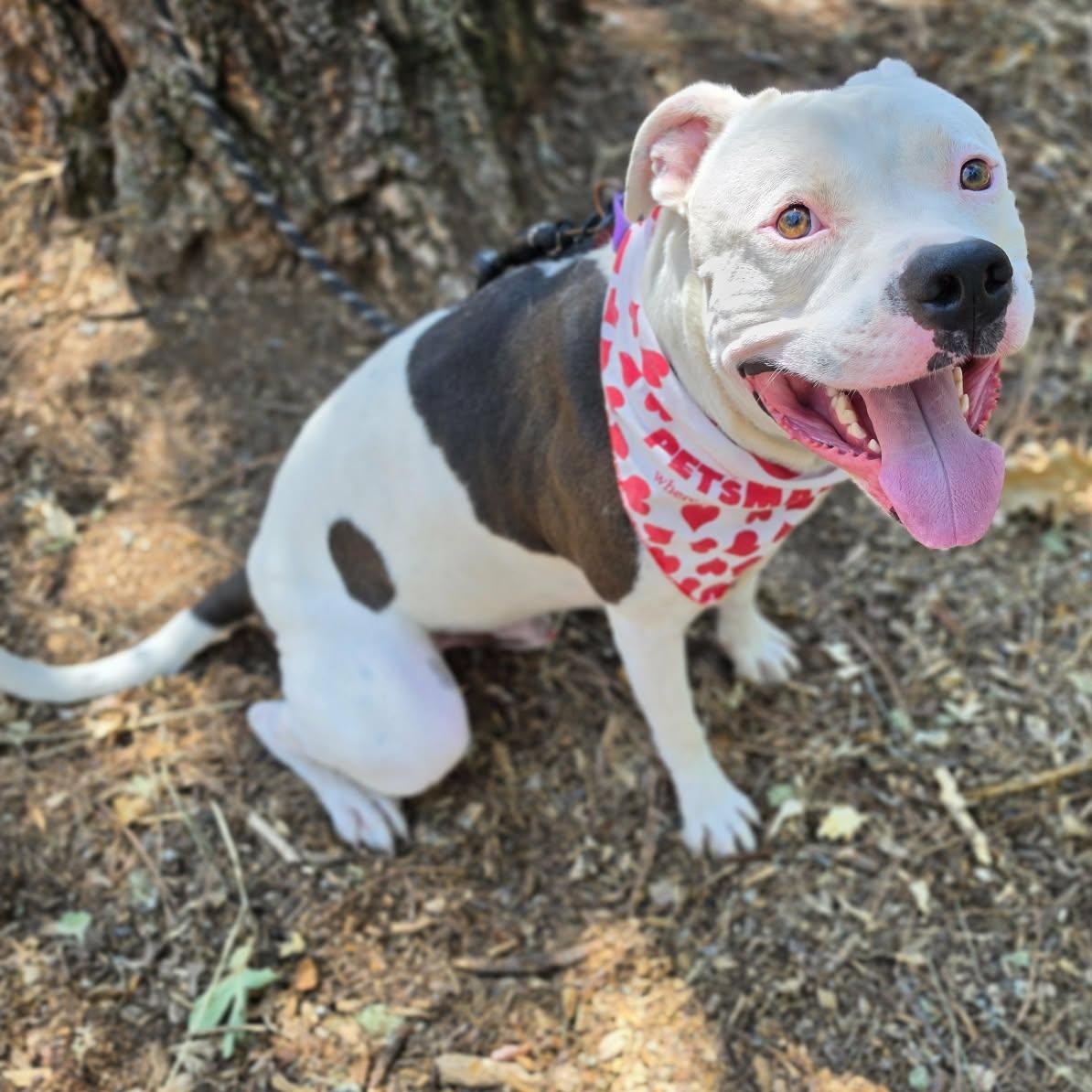 Enlarge Moose, a ADOPTABLE Pit Bull Terrier in Grants Pass, OR image 4/4