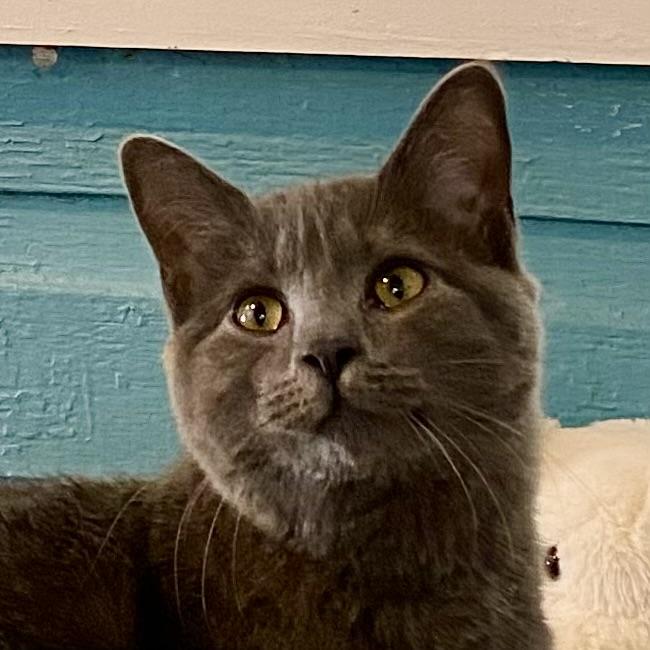 Enlarge Iris, an adopted Domestic Short Hair in Stanstead, QC image 1/4