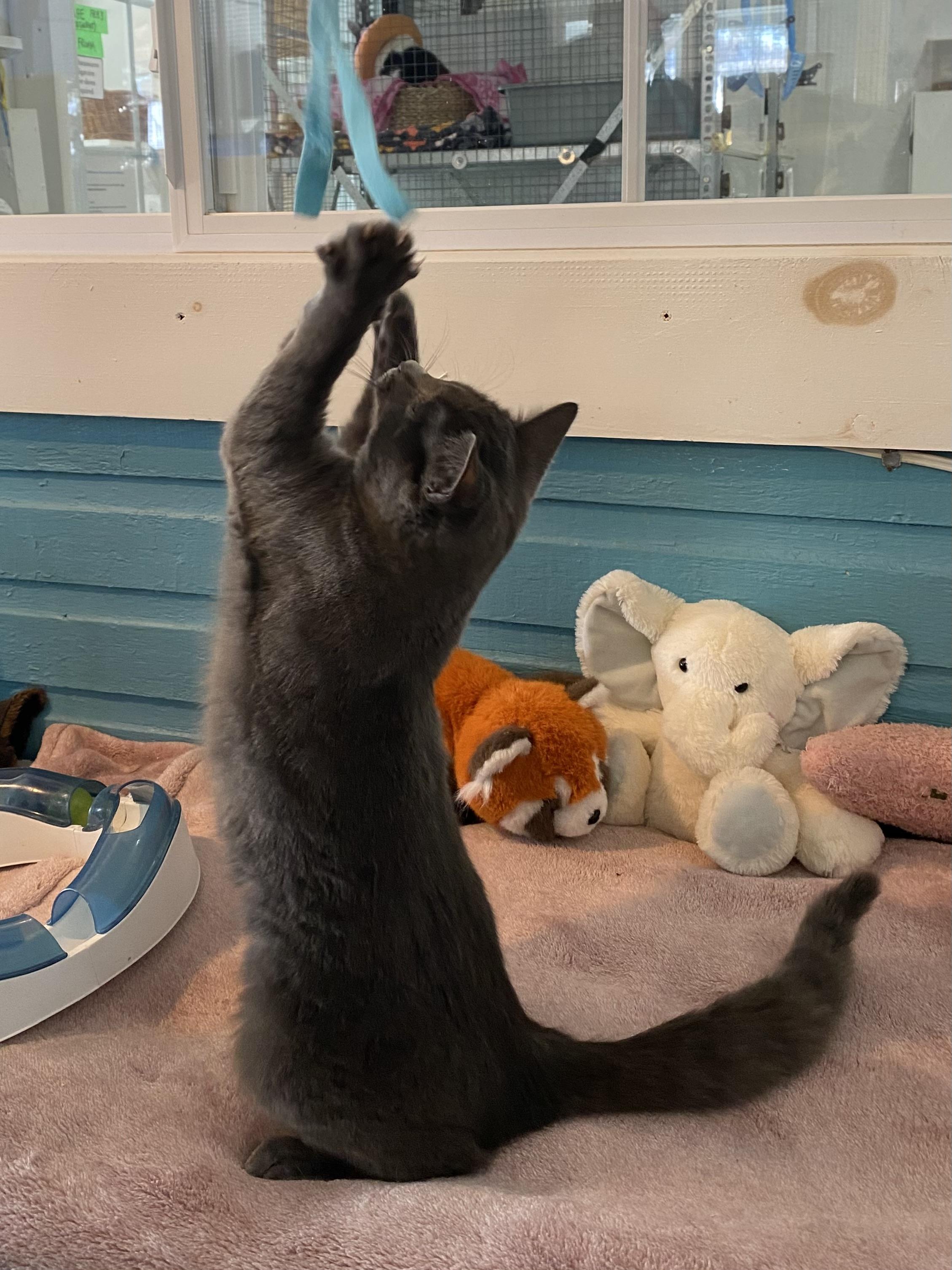 Enlarge Iris, an adopted Domestic Short Hair in Stanstead, QC image 4/4