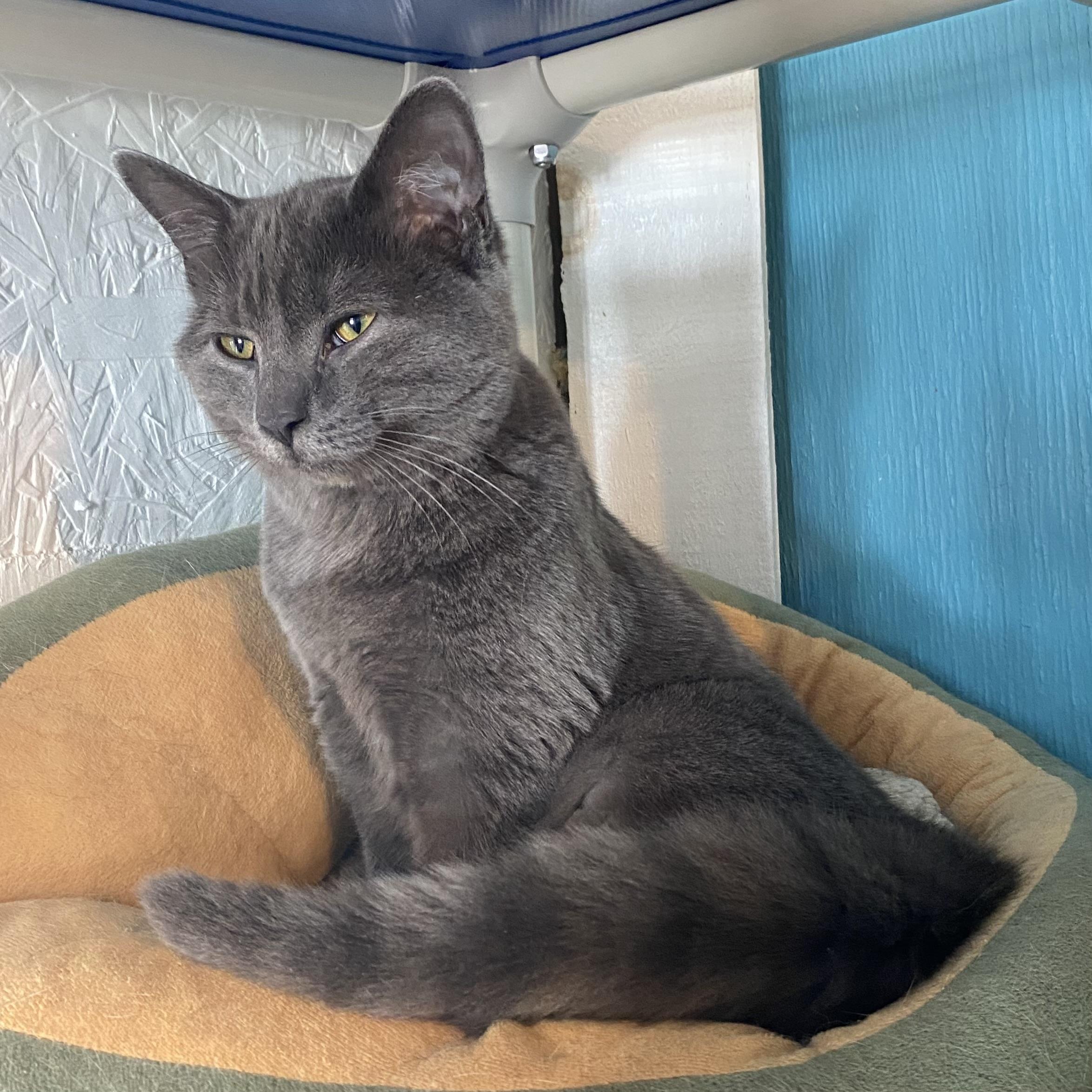 Enlarge Iris, an adopted Domestic Short Hair in Stanstead, QC image 2/4