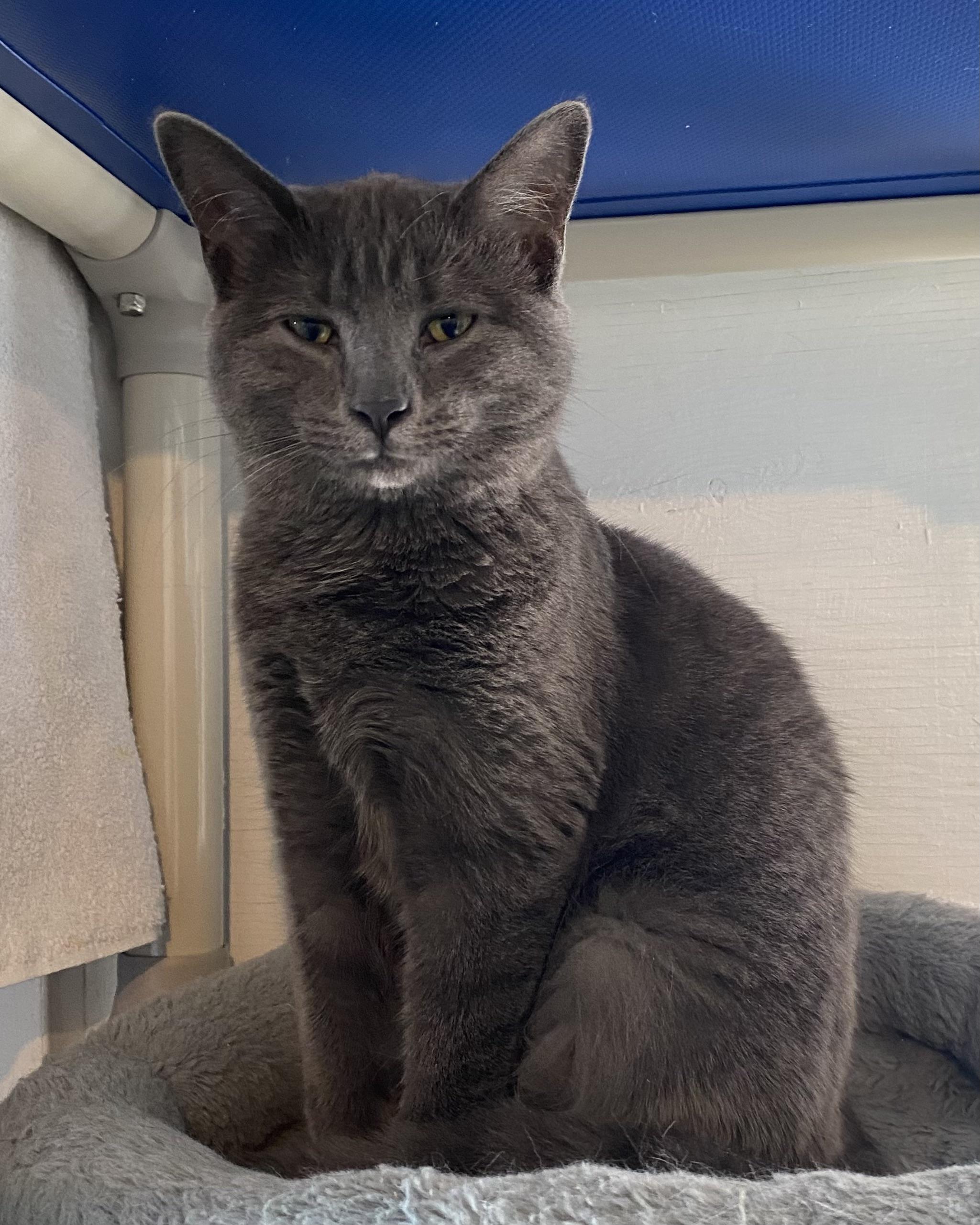 Enlarge Iris, an adopted Domestic Short Hair in Stanstead, QC image 3/4