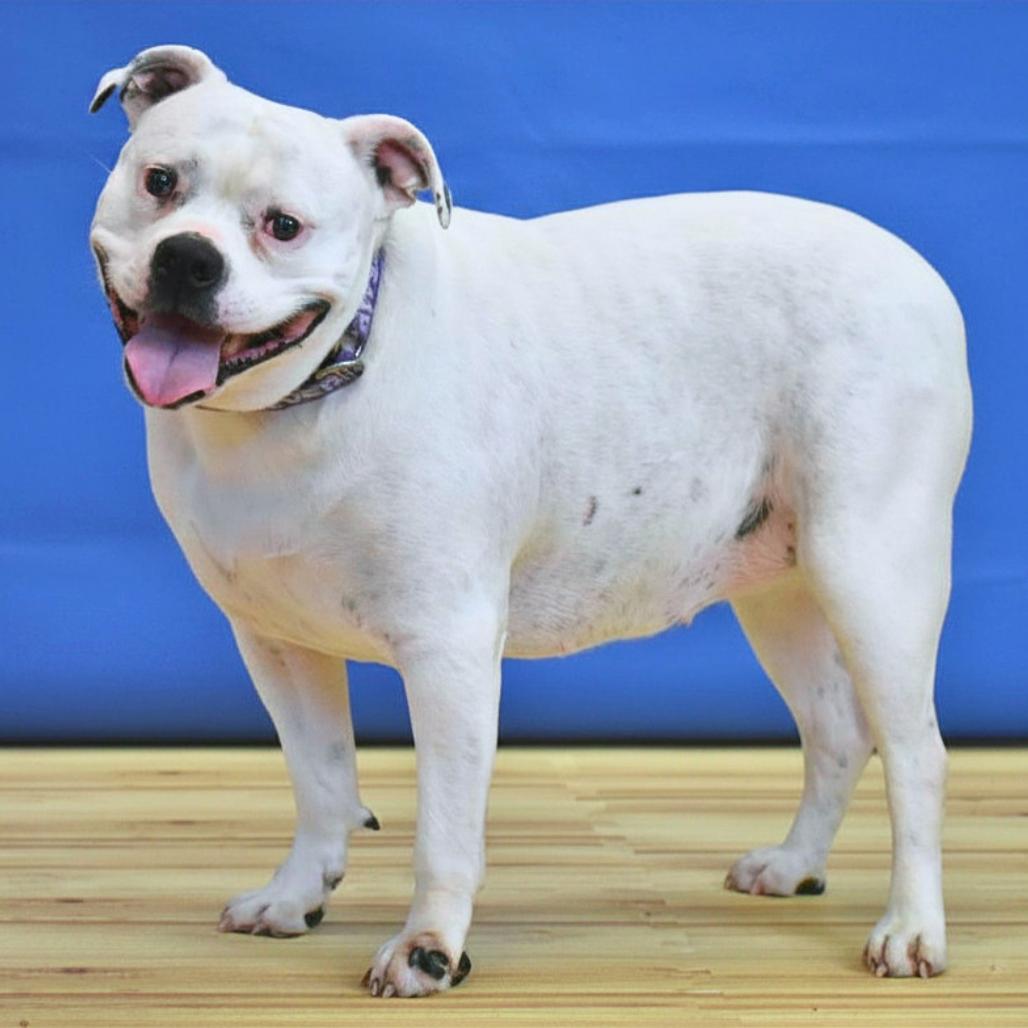 Gertrude, Adoptable, Adult Female Mixed Breed.