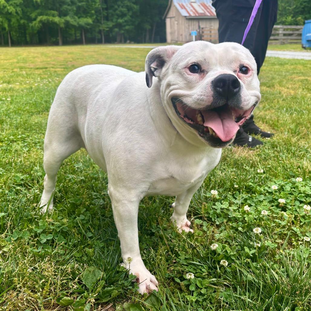 Gertrude, a Adoptable Mixed Breed in Mebane, NC image 2/6