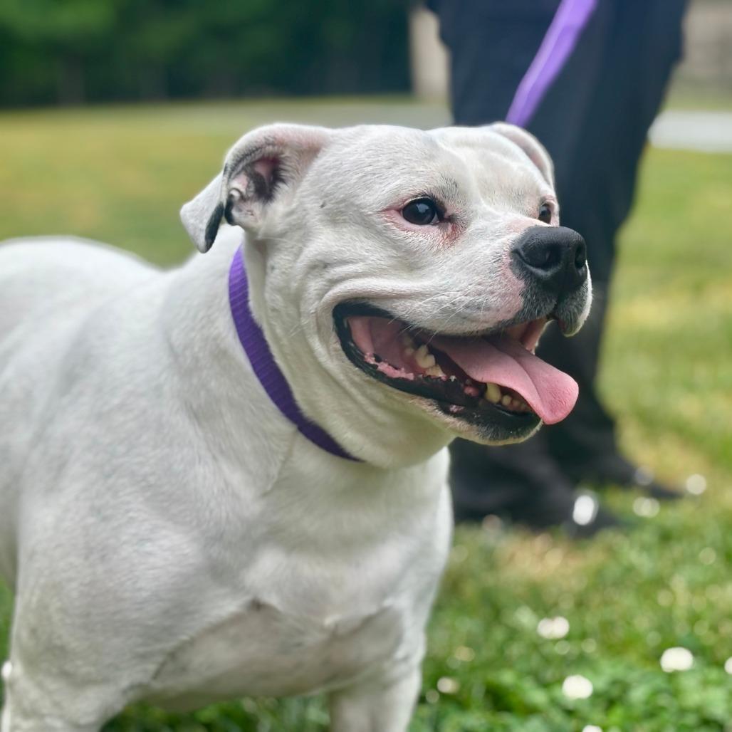 Gertrude, a Adoptable Mixed Breed in Mebane, NC image 3/6