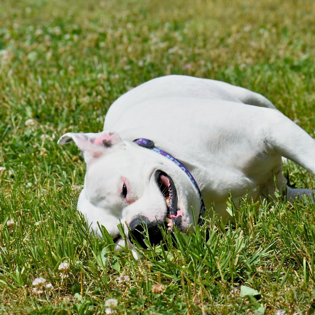Gertrude, a Adoptable Mixed Breed in Mebane, NC image 4/6