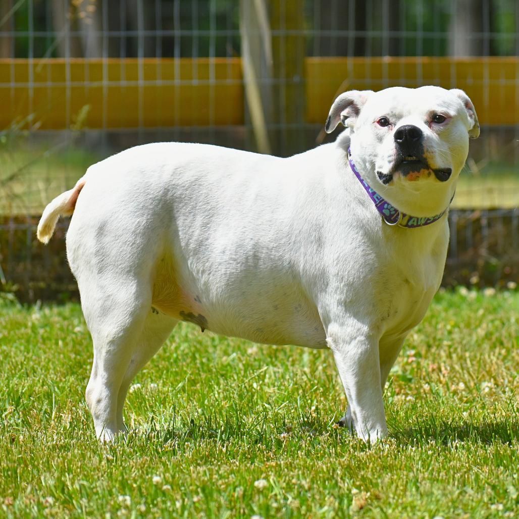 Gertrude, a Adoptable Mixed Breed in Mebane, NC image 5/6